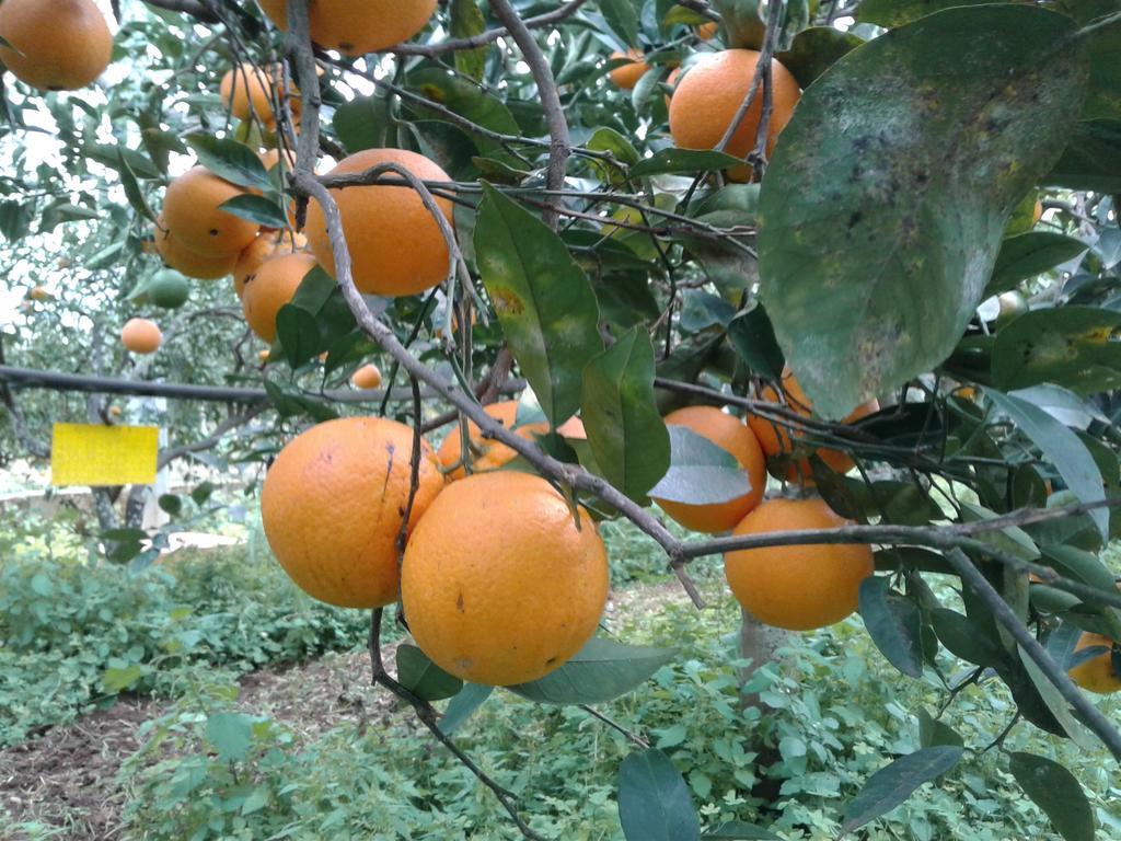 La Mimosa Case Vacanze Марсала Екстериор снимка